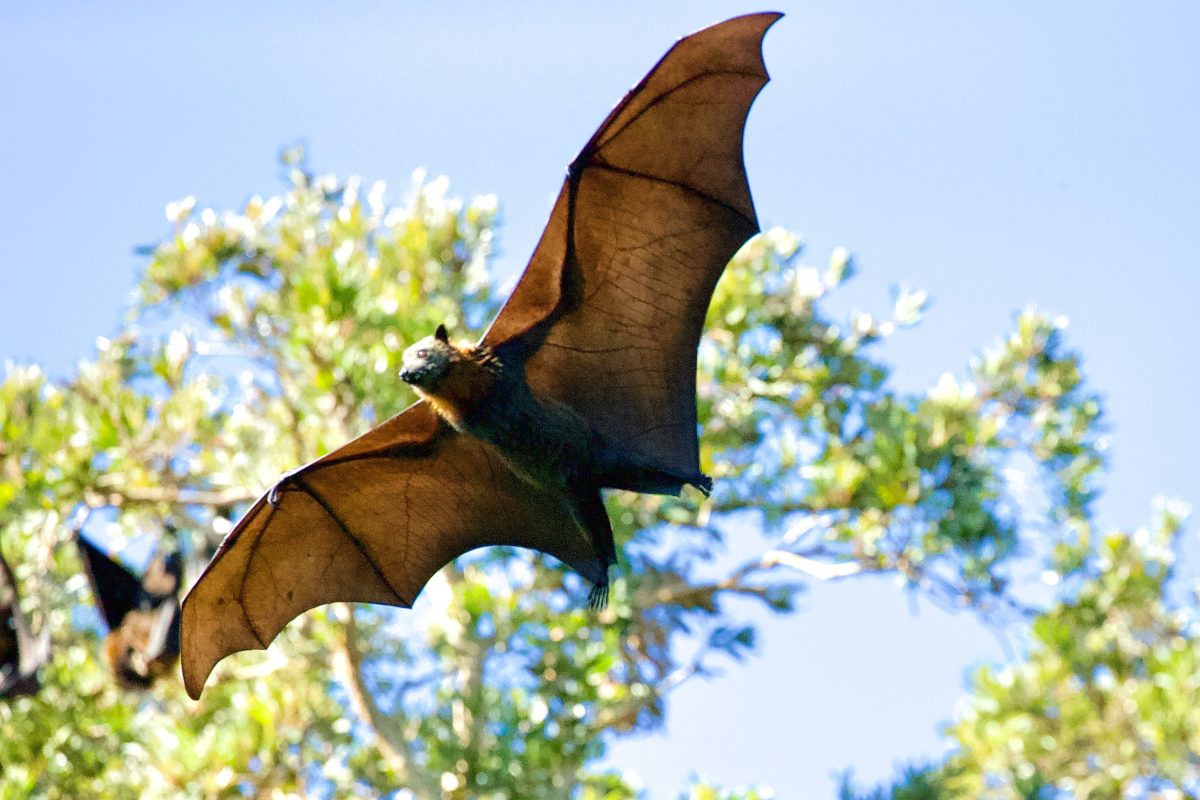 A bat in flight at dusk