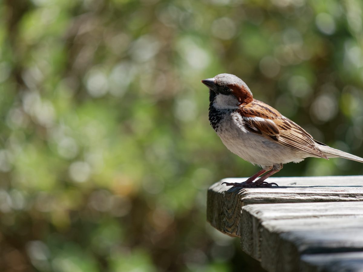 A sparrow perched in soft light