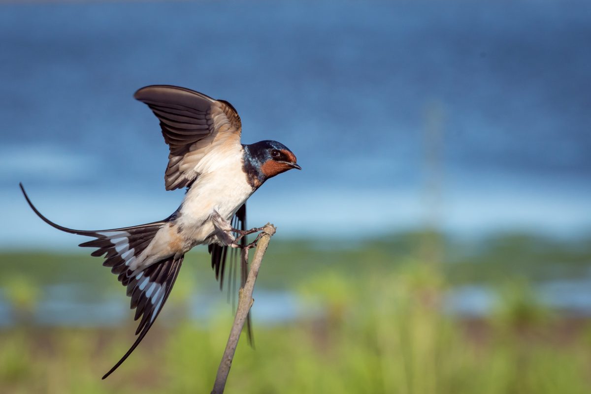 A swallow in flight