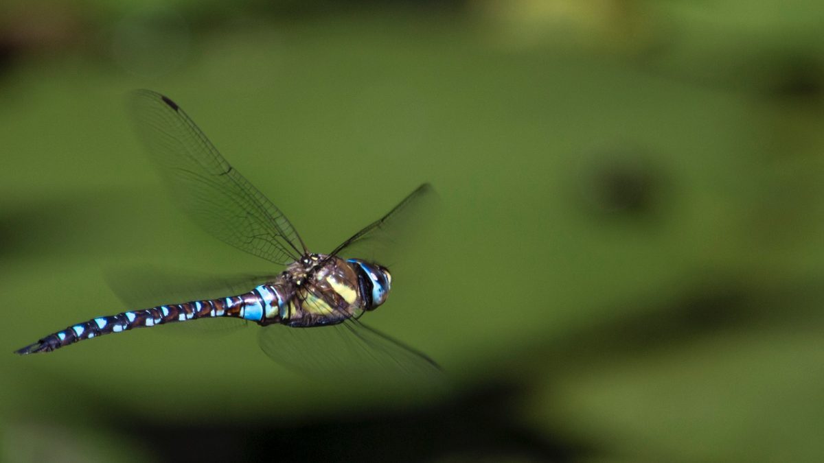 A dragonfly with translucent wings
