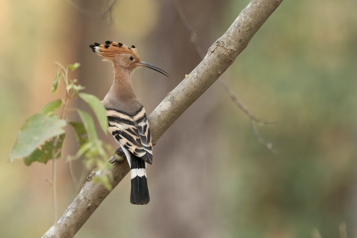 A hoopoe bird standing on the ground with its crown raised