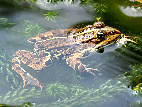 A frog resting among green leaves