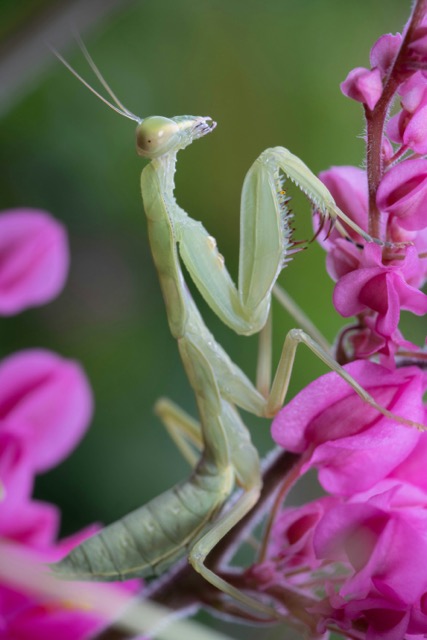 A praying mantis perched in profile
