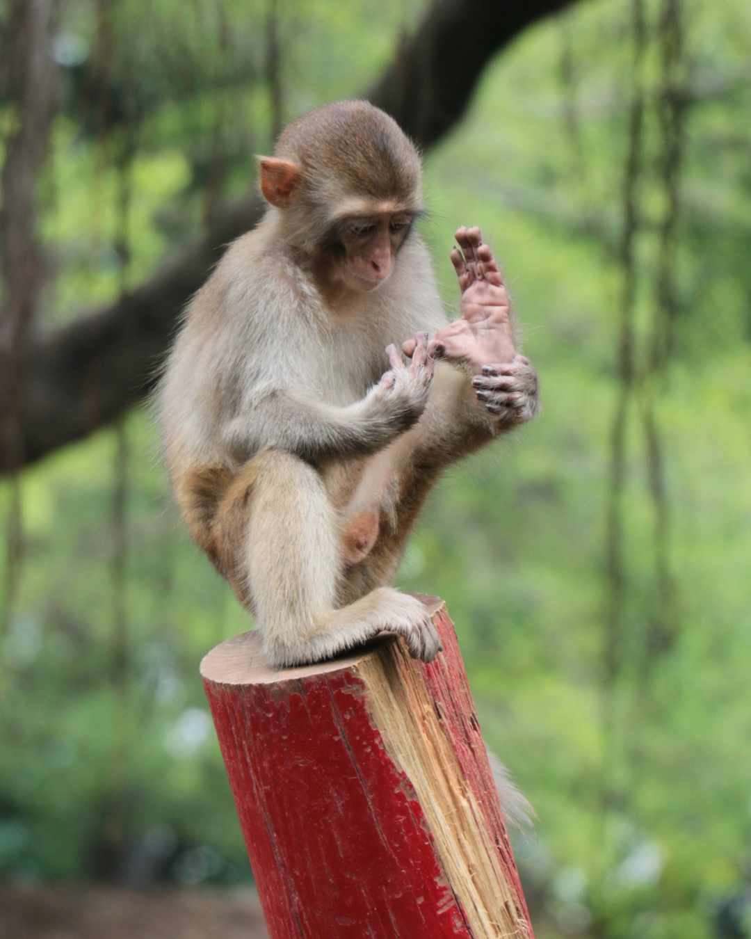 A monkey looking alert and playful