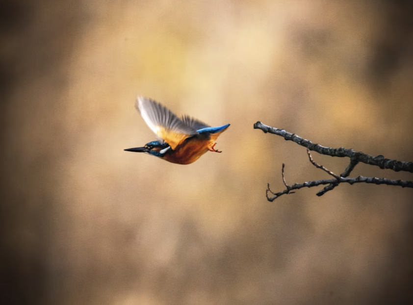 Kingfisher totem illustration